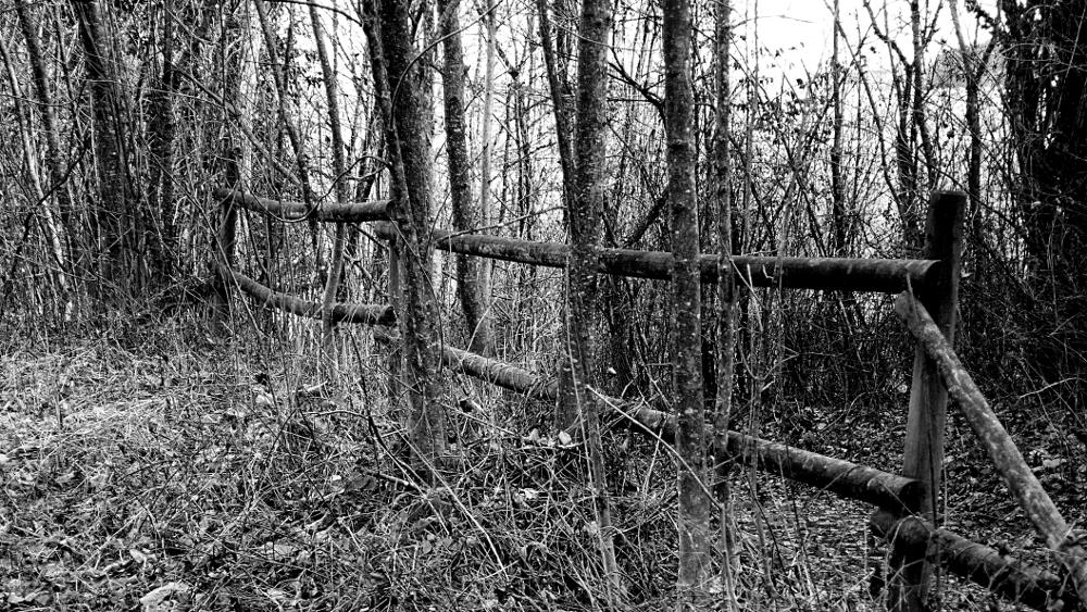 Fence in the Woods: Panasonic DMC-LX2; f/54.5; 1/30s; ISO 100; Developed with GIMP