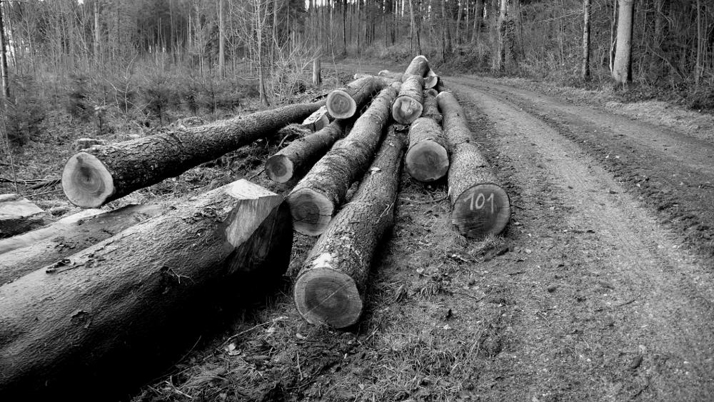 Yule Logs: Panasonic DMC-LX2; f/2.8; 1/30s; ISO 200; Developed with GIMP