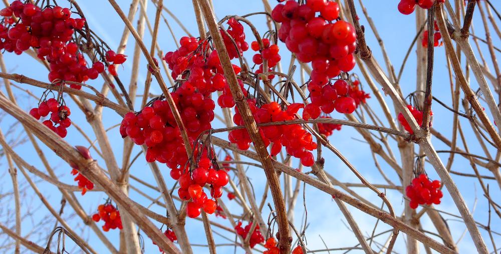 Winter Berries: Panasonic DMC-LX2; Developed with GIMP