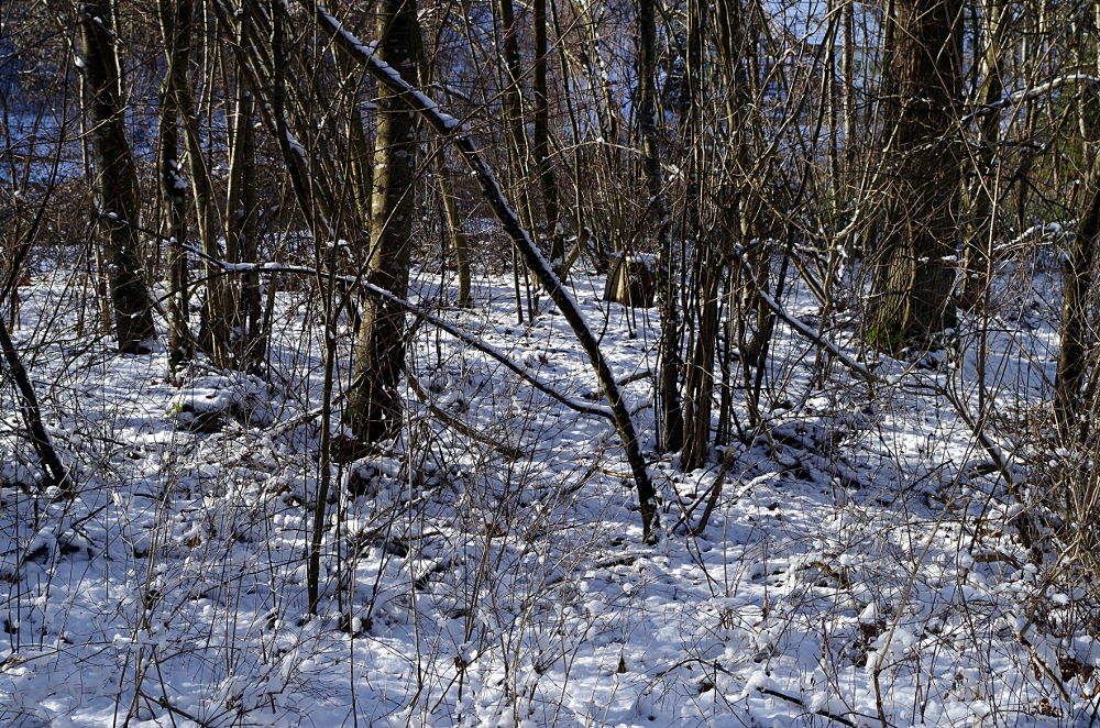 Snowy Woodland – Pentax K-30; Developed with GIMP