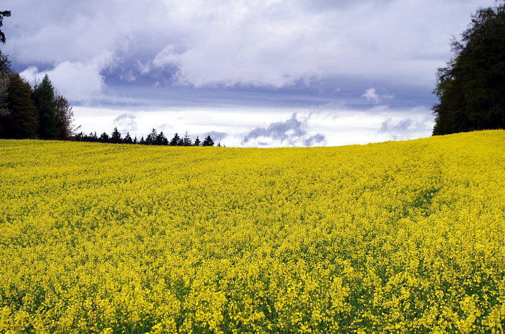 Rapeseed in Flower – Pentax K-30; Developed with GIMP